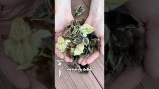 Tiny chicks that can’t survive on their ownshorts animals chick brid rescue [upl. by Haela]