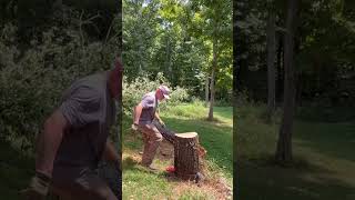 Stumping a dry old cherry with a ported 562xp markii [upl. by Lepper199]