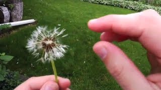 Seed Dispersal The Amazing Ways Seeds Travel [upl. by Adnal]