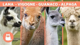 LAMA vs ALPAGA vs VIGOGNE vs GUANACO 🦙 Apprenez à les différencier [upl. by Viehmann891]