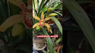 Ripas Garden 🌿 cymbidium orchid bloom 🌿 [upl. by Thacker782]