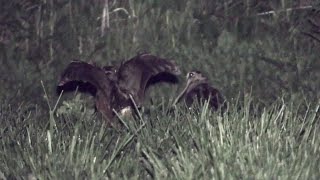 American Woodcock Ground Courtship Display [upl. by Nylimaj]