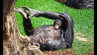 Últimas imágenes de la cría de chimpancé abril 2018 [upl. by Neelhtak]