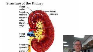 Structure of Kidneys [upl. by Cummine]