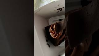 Theobroma 🎂 Yummy pestry viralvideo cake food pastry sweetdessertrecipes [upl. by Twitt]