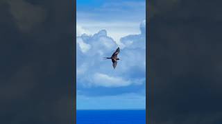 Wedgetailed Shearwater Gliding Gracefully at Kilauea Point National Wildlife Refuge wildlife [upl. by Nekcerb]