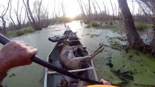 Louisiana WMA 8 Point Whitetail Deer [upl. by Grimona114]