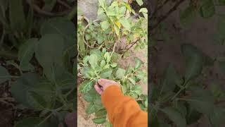 Ashwagandha plant ke fayde kya hai ashwagandha jadibuti village desifood ayurveda gaon vlog [upl. by Christophe33]