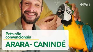 COMO É TER UMA ARARACANINDÉ  CANAL MAIS PET [upl. by Alioz]