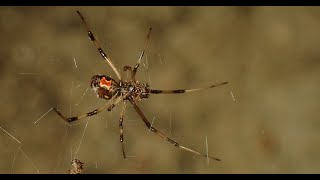 セアカゴケグモのメス幼体の食事 Latrodectus hasseltii female （Red back spider、背赤後家蜘蛛） [upl. by Manfred]