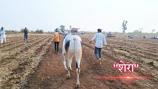 शेरा और महबूब स्टार्टिग पांइट पर जाते हुए। बैलगाङी दौङ टेमाचा।bailgada sharyat। Indian Cow। [upl. by Ludeman]