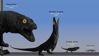 GIANT LIZARD Size Comparison 2D  Largest Komodo Dragon  Q Gray Comparison [upl. by Bikales]