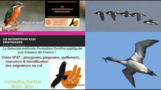 Oiseaux de France 47  Alcidae pingouins amp macareux et Gaviidae plongeons [upl. by Attener]