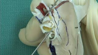 17 Step 7 Ampulla and features of the cochlea [upl. by Notlrac]