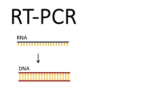 How we test for SARSCoV2  RTPCR Reverse Transcription PCR [upl. by Weston]