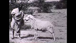 Élevage au Soudan Français il y a une siècle Animal Husbandry in in the French Sudan now Mali [upl. by Namilus]