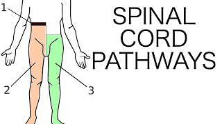 Spinal Cord Pathways [upl. by Survance917]