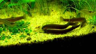 Pangio oblongaJava Loach Black kuhli feeding time [upl. by Thatcher703]