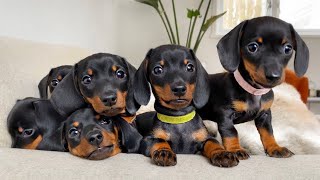 Dachshund puppies 8 weeks old [upl. by Franciska900]