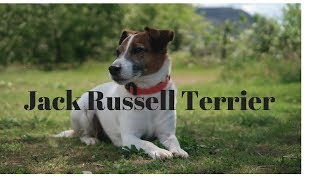 Jack russell terrierWHAT YOU NEED TO KNOW [upl. by Nylrats]