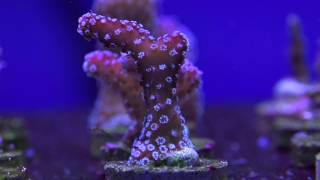 Eight Great Beginner SPS Corals [upl. by Parrie]