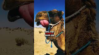 Do Camels Eat Snakes [upl. by Jeu43]