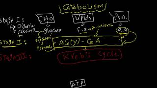 مقدمة ال Metabolism لتانية طب اكتوبر O6U  د محمود الطويل [upl. by Ahsead401]