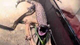 My pet venomous rock the Mexican beaded lizard [upl. by Ardnusal151]