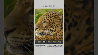 Leopard PortraitDNxHR HQXPanasonic DCGH5S film cinematic filmmaking [upl. by Alcinia422]