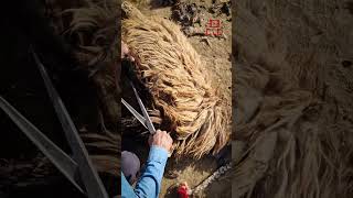 Traditional Sheep Shearing by Nomadic FamilyRuralLifestyle WoolHarvesting CulturalHeritageقشقایی [upl. by Aarika632]