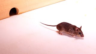 CAT TV  Mice Video for Cats to Play 4K 🐭 Mice in the House [upl. by Elsbeth832]