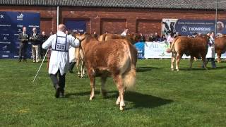 Limousin Judging at Balmoral Show 2012 [upl. by Idram]