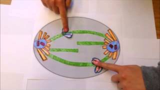 Kinetochore Structure and Function [upl. by Ellinad71]