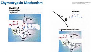 Chymotrypsin Mechanism  Biochemistry [upl. by Nowell]