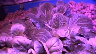 Organic Aquaponics Lab LedGrowLight [upl. by Refenej523]