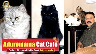 AiluromaniaCatCafe  Dubai amp the Middle East 1st cat cafe  places to visit in dubai this weekend [upl. by Burbank]