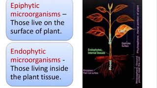 microbe plant interactions 1 [upl. by Burrus]