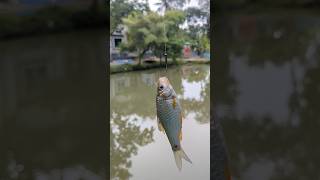 Fisherman Catching Fish youtubeshorts shortvideo fish fisherman catchingfish [upl. by Jens]