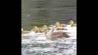 Ducklings desperately follow their mother [upl. by Zelda]