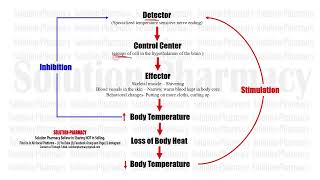 Anatomy amp Physiology 12 Homeostasis  Negative Feedback Mechanism amp Positive Feedback Mechanism [upl. by Mendie]