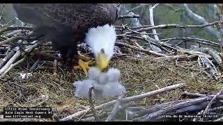 Three CUTE Eaglets Line up for Dinner April 3 2024 [upl. by Acnaiv]