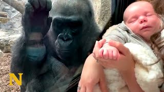 Gorilla Mother Admires Human Baby  Shows her own Family [upl. by Eixirt777]