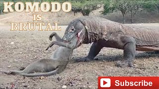 Komodo Dragon Cruelly Swallowed Monkey Alive [upl. by Roswald]