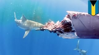 Amazing underwater video shows six sharks feeding on a dead whale [upl. by Naji142]