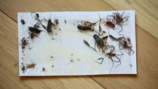 How to Safely Kill Spiders amp Other Crawling Insects [upl. by Dnaltiac]