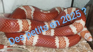 Mes lampropeltis abnorma  ex triangulum hondurensis fauxcorail du Honduras 😍🔥🔥 vid22 [upl. by Hibbitts410]