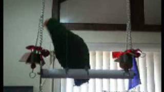 BaxterDance  Eclectus parrot  male [upl. by Harilda482]