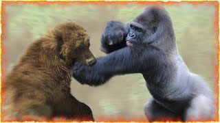 Gorilla VS Grizzly Bear [upl. by Seuqramed124]