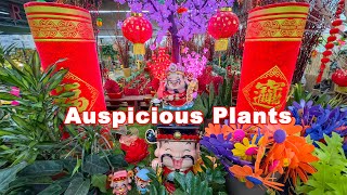 Chinese New Year Auspicious Plants And Flowers Year of the Dragon [upl. by Aiza285]