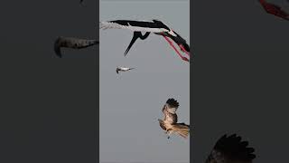 birdhuntinglookinguniqueintheworld youtubeshorts fastshortsvideo [upl. by Aicena]